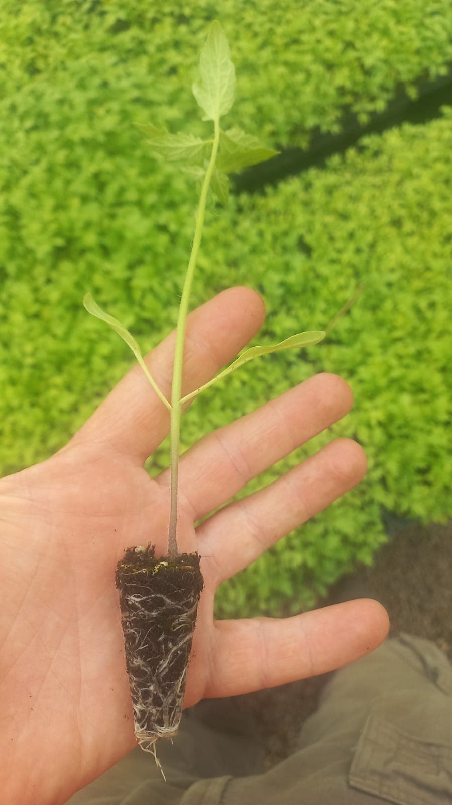Trabajo en el campo argentino