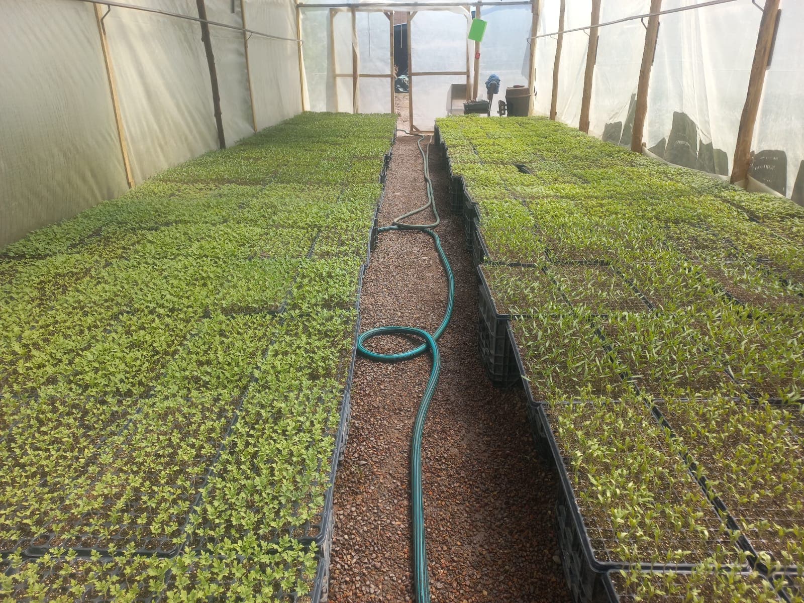 Producción de Semillas Hortícolas